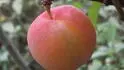 Dapple .1