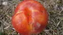 Dapple .1