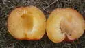 Dapple .1