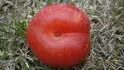 Dapple Dandy .1