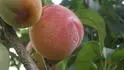 Dapple Dandy .1