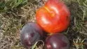 Dapple Dandy .1 + Chernyj Barchat