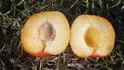 Dapple Dandy .1
