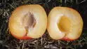 Dapple Dandy .1