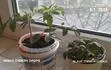 Indigo cherry drops a Blaue Zimmertomate