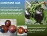 Gondwana  L.