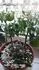 Indigo cherry drops