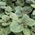 Molice brvit - Plectranthus ciliatus