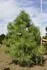 Pinus ponderosa