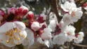 Spring Blush