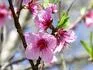 Springtime kvty - Havlis