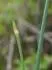 allium vineale