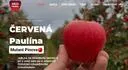 Red Paulna 