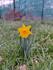 Narcis