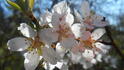 Pluot