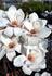 magnolia Athene