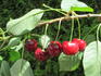 Katnka