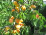 harmat