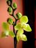 Phal