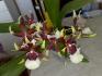 Orchidea