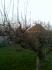 koste2