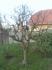 koste3