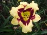 Hemerocallis El Desperado