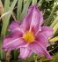 Hemerocallis Summer Wine