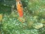 Koi 1