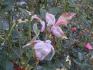padl