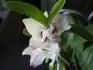 dendrobium nobile