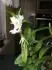 dendrobium nobile