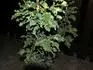 Fagus ???