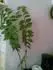 Dracna, pryec