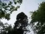 Picea abies