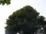 Picea abies 1