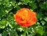 tulipan