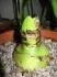 Evrgreen 