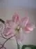 Aphrodite dnes 