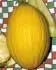 Yellow Canaria