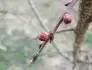 Leskora