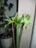 Evrgreen 