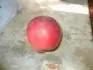Bez nzvu