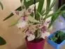 orchidej