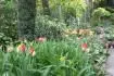 tulipny