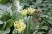 tulipny