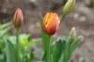 tulipny
