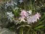 Chionodoxa Pink giant