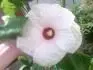 ibiek bahenn 2