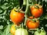 Tomatoberry Garden F1